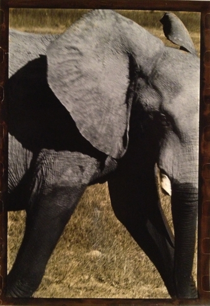 Botswana, Elephant, 2009<br/>Impresión de tintas de pigmentos / Inkjet 