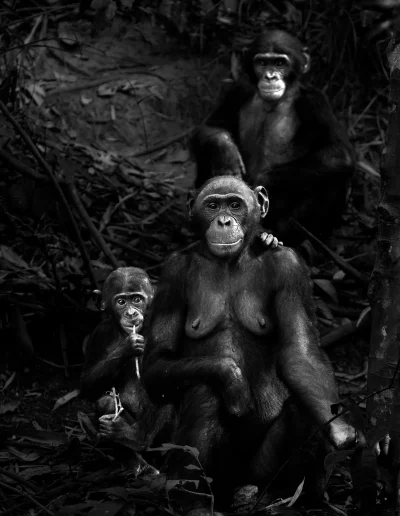 Isabel Muñoz. Primates