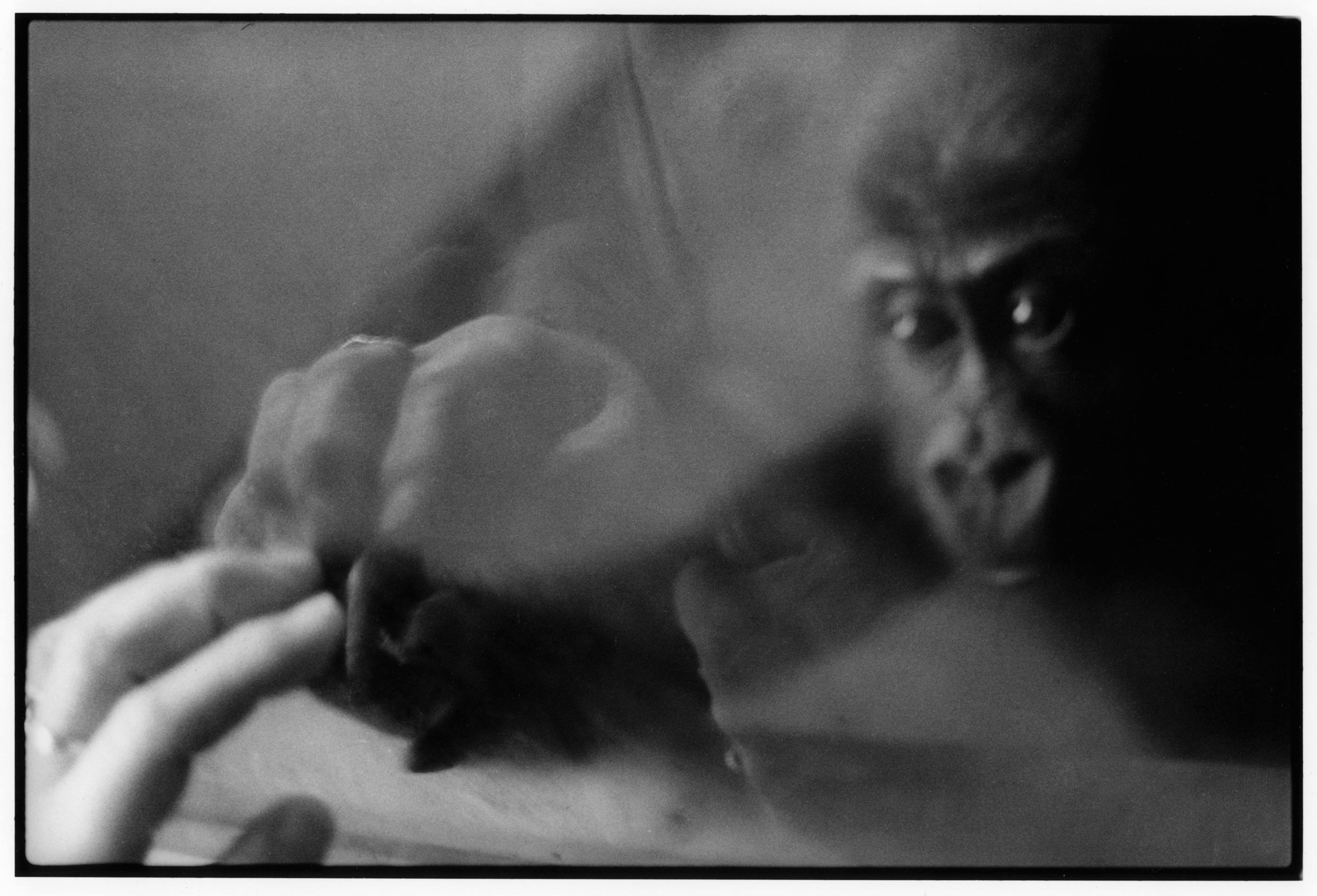 The creation of Adam. Sydney Zoo, 1997<br/>