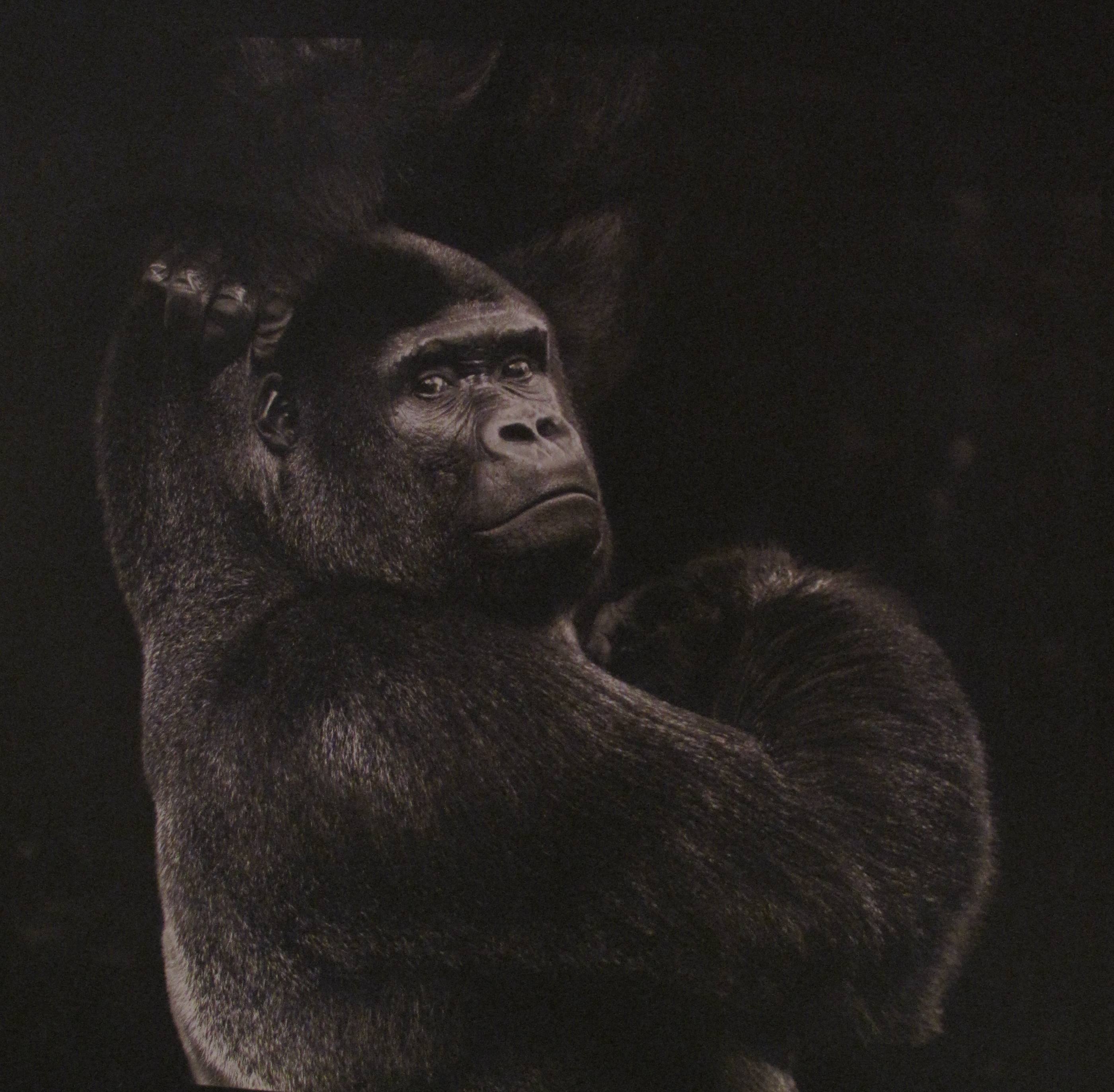 Serie primates. S/T, 2014<br/>