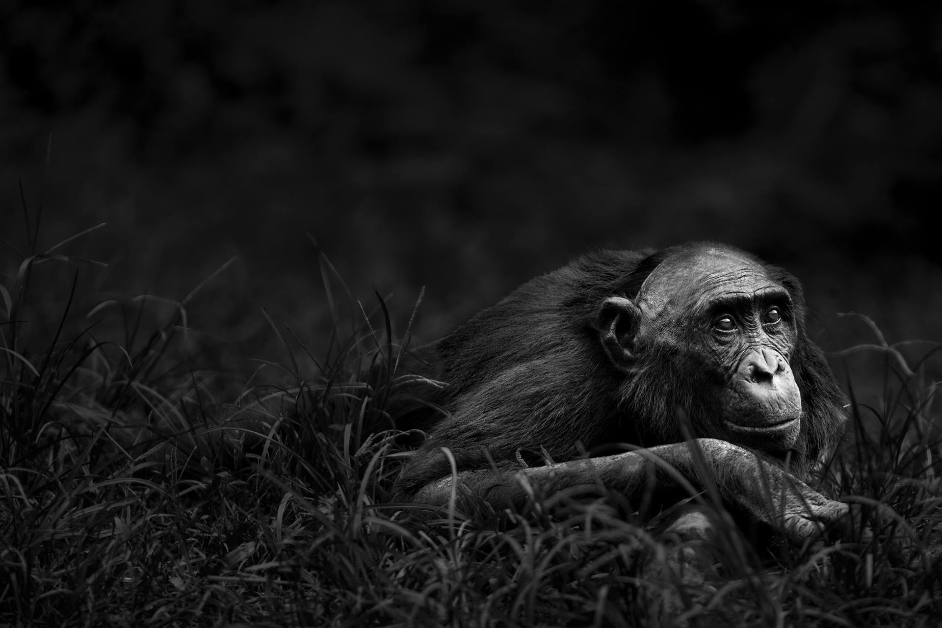 Serie primates. S/T, 2014<br/>
