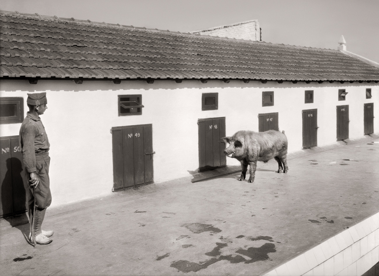 Granja porcina del cuartel de la legión de Dar Riffien, 1926<br/>Gelatina de plata / Silver gelatin