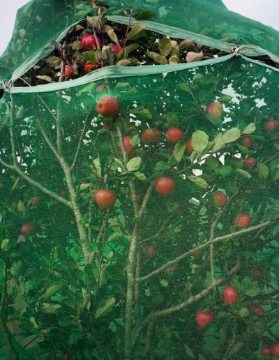 Apples, Bantry, Co. Cork, Ireland<br/>Impresiñon digital